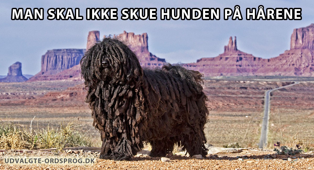 Man skal ikke skue hunden på hårene - Et dansk ordsprog